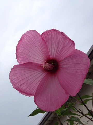 2014-08-06-15-21-21