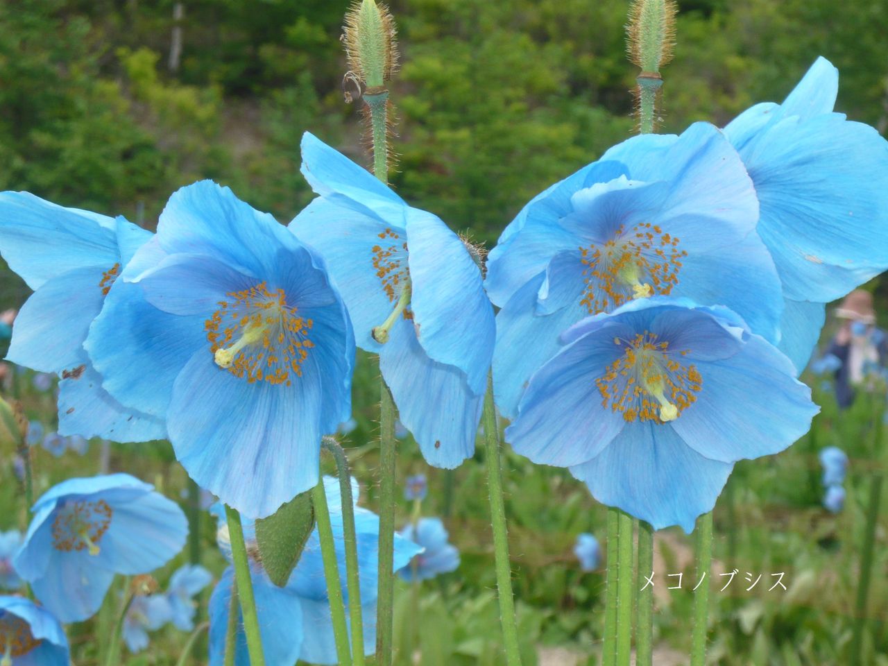幻の花メコノプシスと日本のチロル スーの小路 幻の花メコノプシスと日本のチロル スーの小路