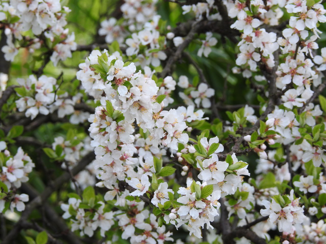 山桜桃 梅桃 桜桃 朱鷺の森日記