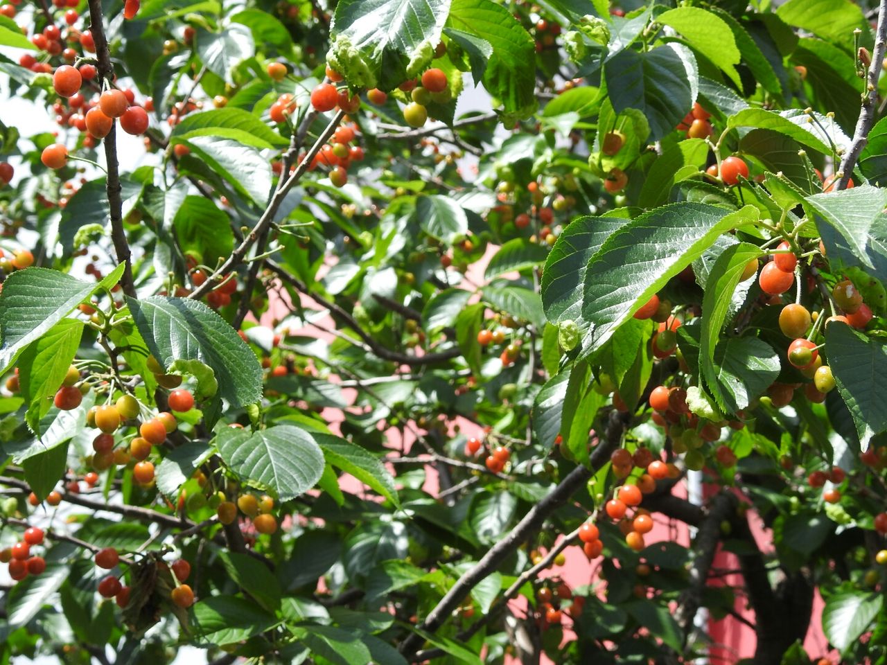 山桜桃 梅桃 桜桃 朱鷺の森日記