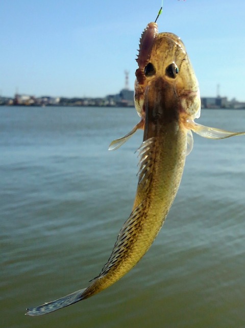 ハゼ釣り行脚 スーさんノート