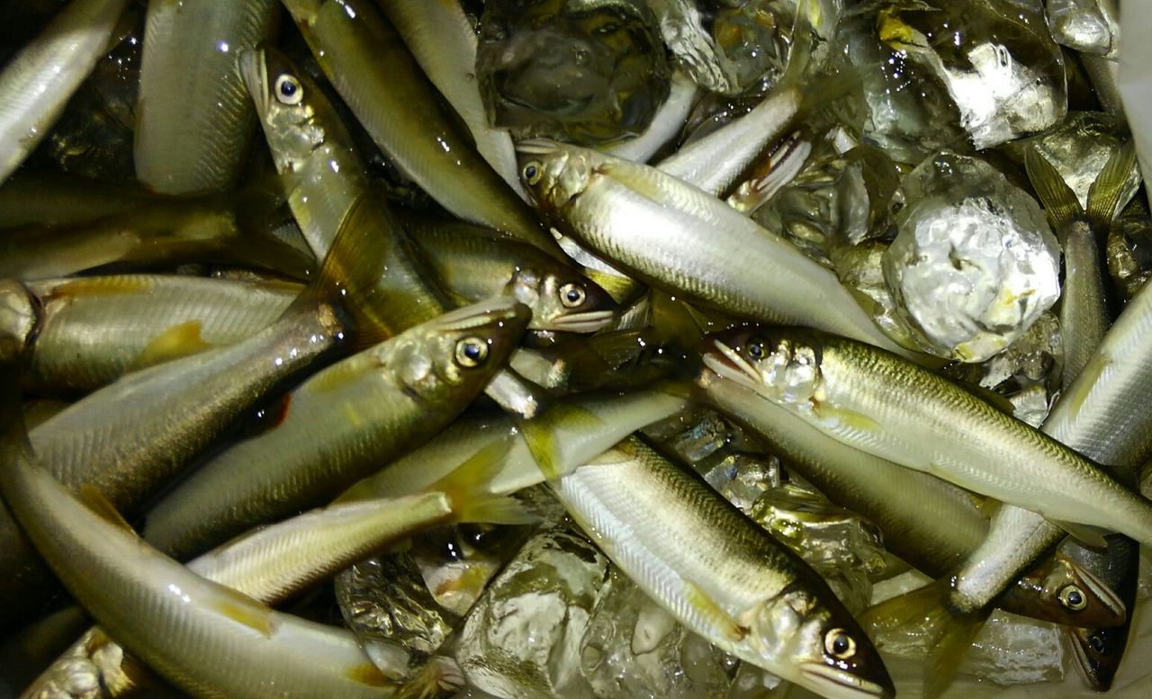 はんぱねー 天然遡上 スーさんノート