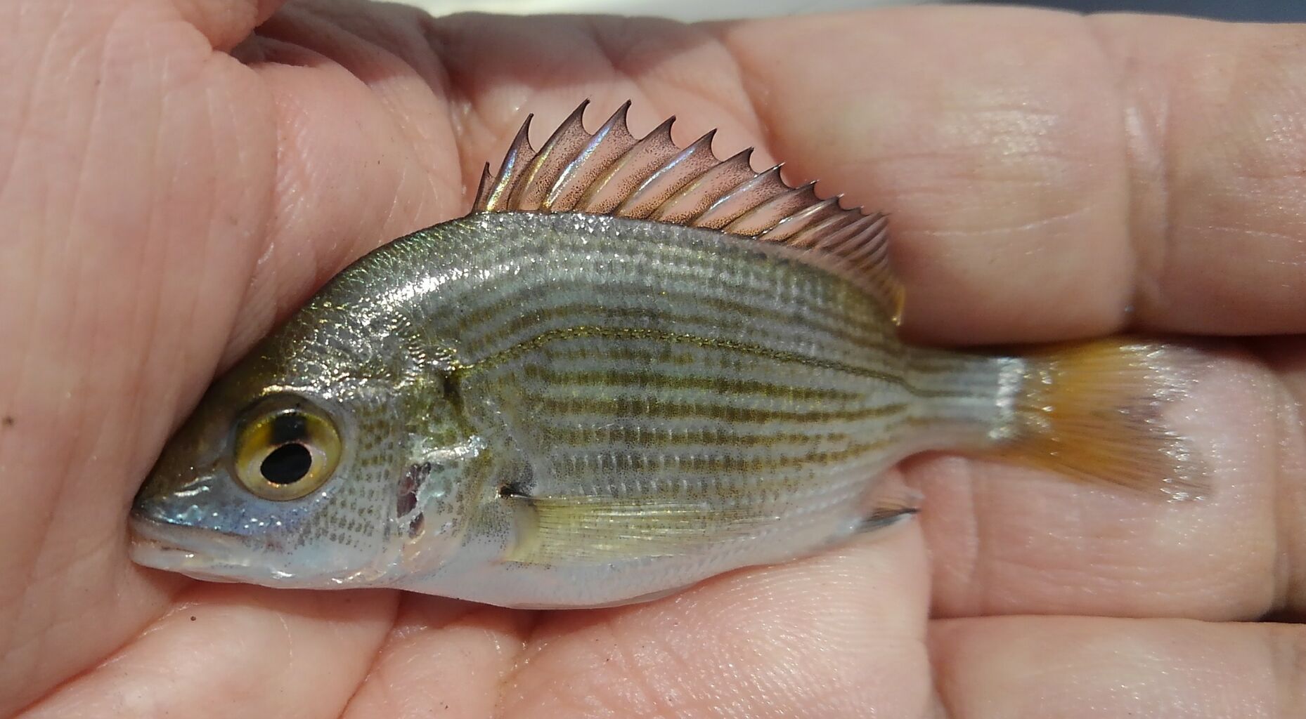 ハゼ釣りのゲストさん スーさんノート