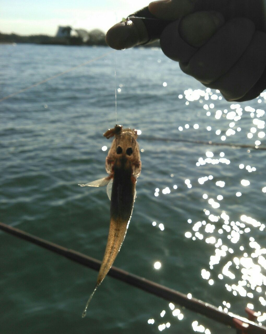 年末 年始のハゼ釣り スーさんノート