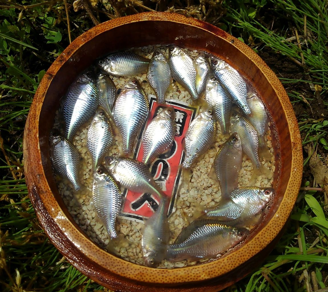 ローカル　タナゴ ローカル タナゴ ローカル タナゴ ZX250 series | カーゴ