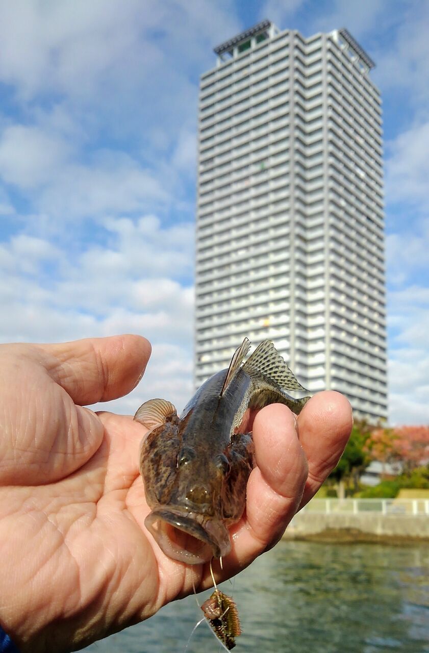 隅田川でハゼ釣り スーさんノート 隅田川でハゼ釣り スーさんノート