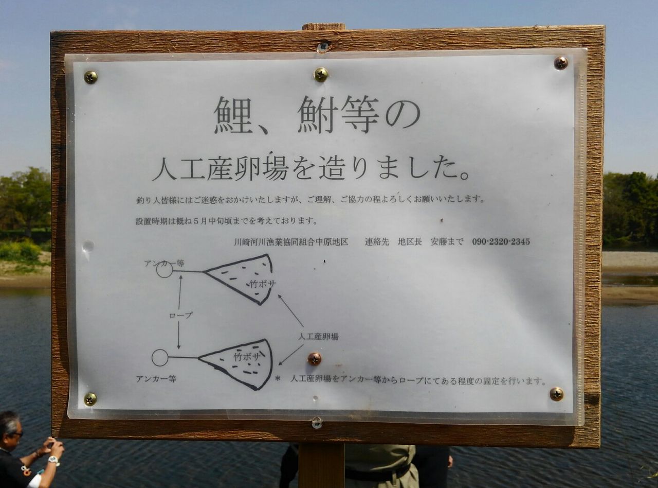 布袋竹をコイの産卵床に スーさんノート 布袋竹をコイの産卵床に スーさんノート