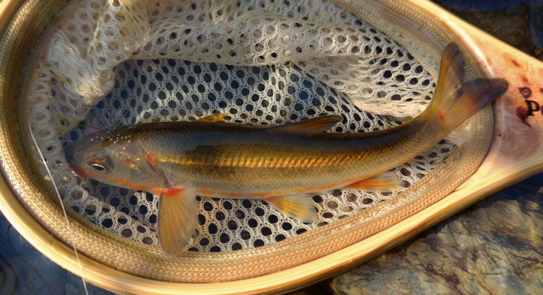 淡水の小魚達に感動 スーさんノート