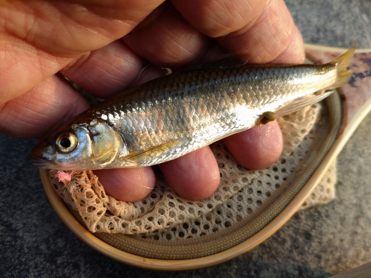 淡水の小魚達に感動 スーさんノート