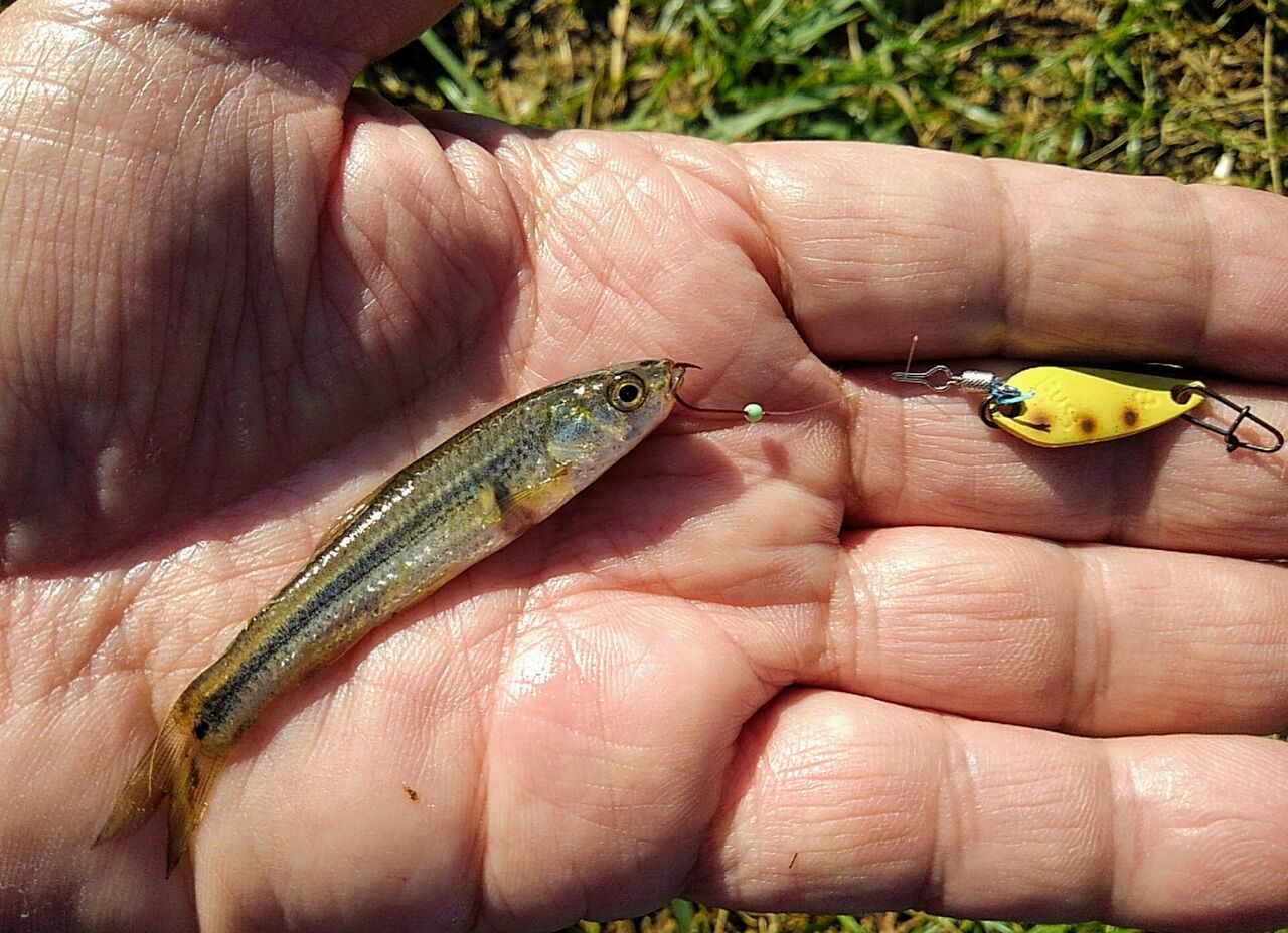 ルアーで淡水小物釣り スーさんノート