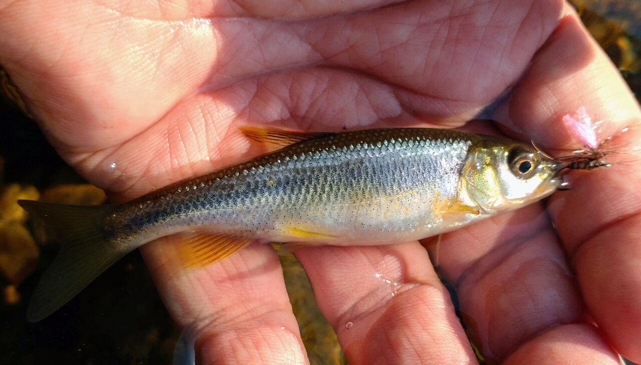 淡水の小魚達に感動 スーさんノート