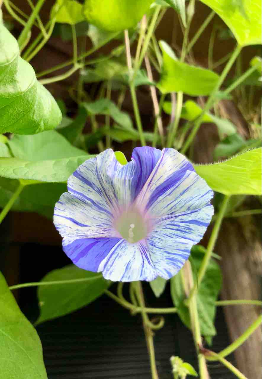 8月19日のアサガオ ２０２２年 あさがお日記