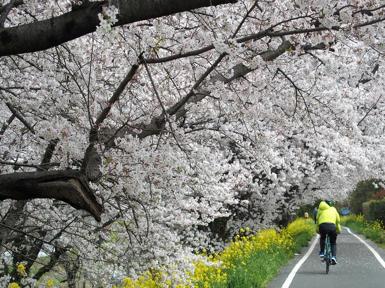 さくら堤公園 吉見町 Subaru19のblog さくら堤公園 吉見町 Subaru19のblog