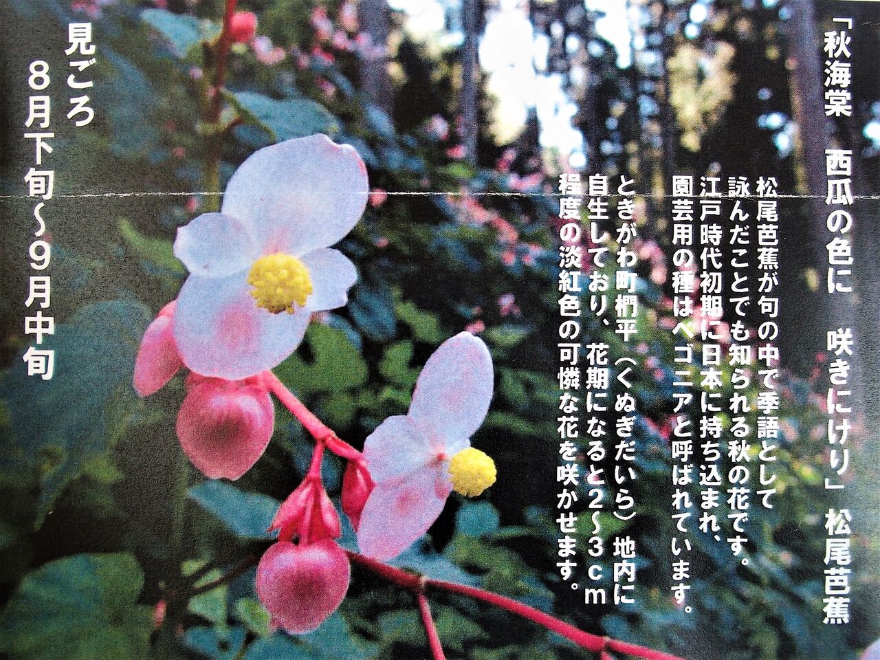 ときがわ町 秋海棠と巨木 Subaru19のblog ときがわ町 秋海棠と巨木 Subaru19のblog