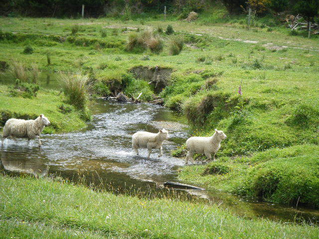 羊画像 写真 年賀状にお使いください そらぶろ