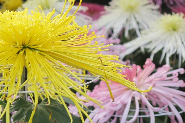9月9日は重陽の節句 不老長寿の薬 菊の花を楽しもう そらぶろ