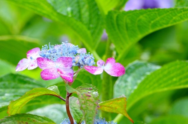 甘茶でお釈迦様の誕生日を祝う花祭り 甘い健康茶の効能 そらぶろ