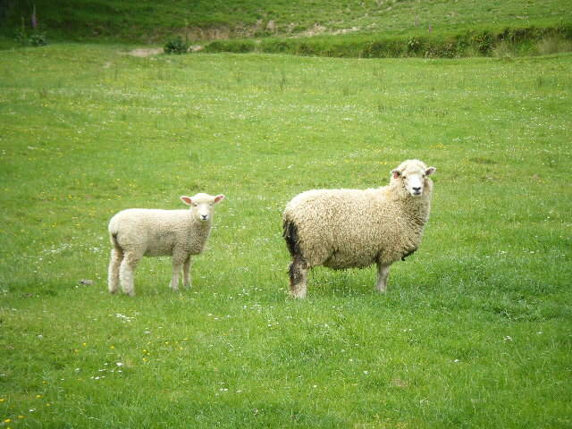 羊画像 写真 年賀状にお使いください そらぶろ