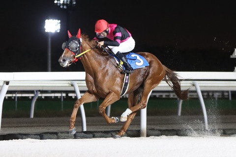 ティーズアライト