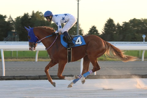 カセノタイガー