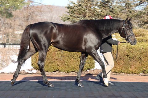 ステラヴェローチェ