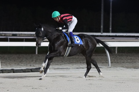 エイシンナデシコ