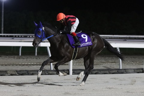 エイシンナデシコ