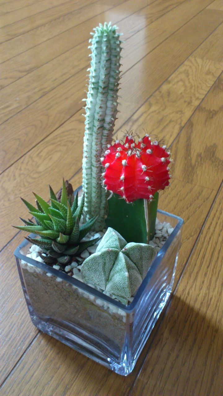 12年05月23日 サボテン 多肉植物 日記 Succulent Cactus