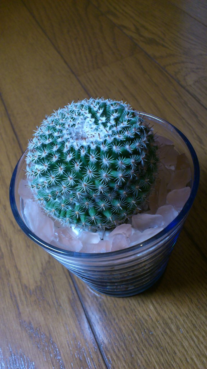 希望丸 エルサム 小町 白蝶 神刀 サボテン 多肉植物 日記 Succulent Cactus 希望丸 エルサム 小町 白蝶 神刀 サボテン 多肉植物 日記 Succulent Cactus