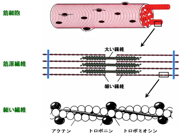 筋が再生するまでの仕組み 羽状筋 伸筋 はローギアに 紡錘状筋 屈筋 はハイギアにデザインされている 脳卒中にならないためのリハビリテーション 筋が再生するまでの仕組み 羽状筋 伸筋 はローギアに 紡錘状筋 屈筋 はハイギアにデザインされている 脳卒中にならないためのリハビリテーション