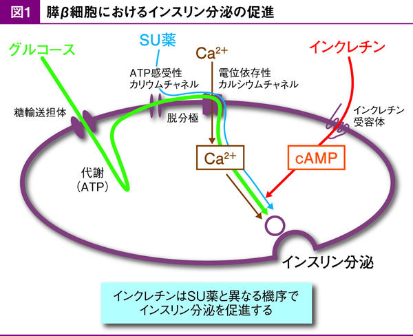 サイクリン依存性キナーゼ3