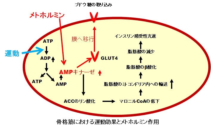 脳卒中にならないためのリハビリテーションインクレチン関連薬糖尿病者のβ細胞はセンサー(GPCR:Gタンパク質共役型受容体)が低下しているので、血糖値が高くなったことに気づかない~Nature Education 3(9):13+SU薬、インクレチン関連薬の作用機序
