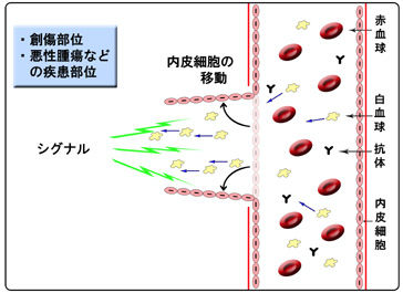 f_sharklipid_0