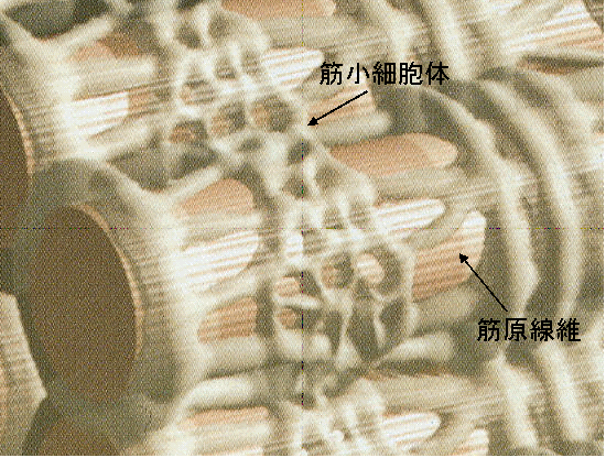 筋が再生するまでの仕組み 羽状筋 伸筋 はローギアに 紡錘状筋 屈筋 はハイギアにデザインされている 脳卒中にならないためのリハビリテーション 筋が再生するまでの仕組み 羽状筋 伸筋 はローギアに 紡錘状筋 屈筋 はハイギアにデザインされている 脳卒中にならないためのリハビリテーション