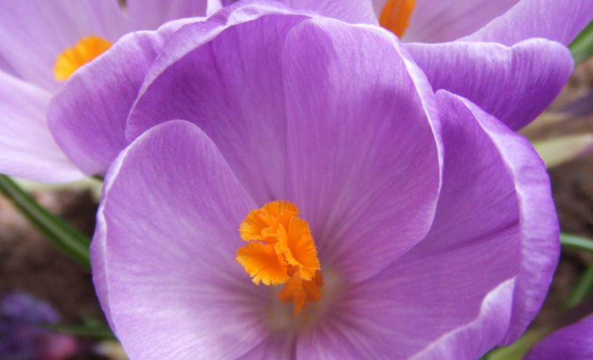 クロッカス Renaissance