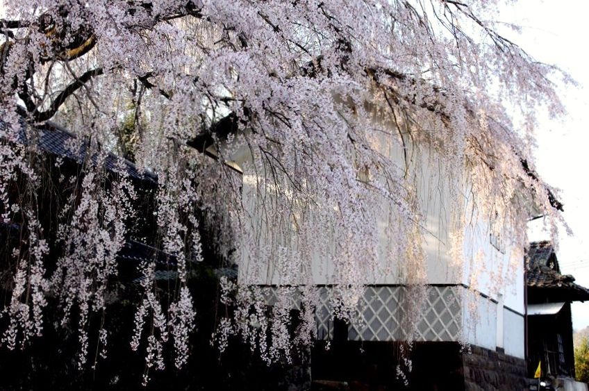 Renaissance
	  古庄家のしだれ桜  (大分県)
	コメント