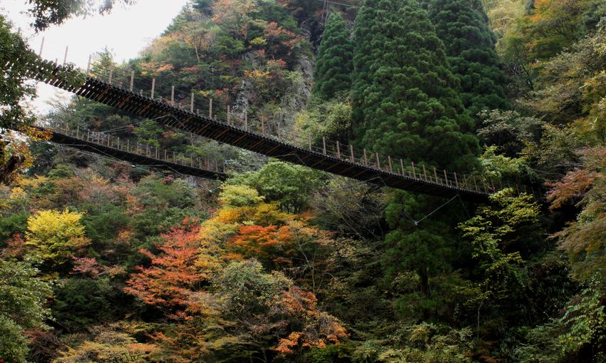 梅の木轟公園吊橋 熊本県 Renaissance