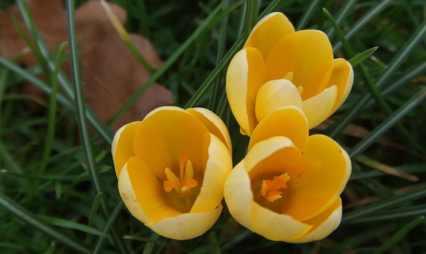 クロッカス Renaissance