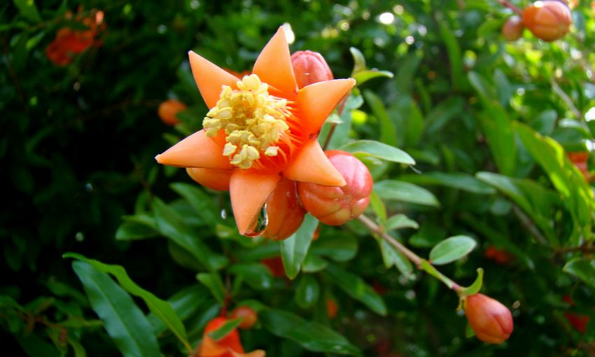 ザクロ 石榴 柘榴 Renaissance