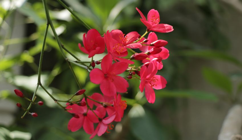 テイキンザクラ　超特大苗　開花株　ヤトロファ　熱帯花木　南洋桜　提琴桜 テイキンザクラ 超特大苗 開花株 ヤトロファ 熱帯花木 南洋桜 提琴桜