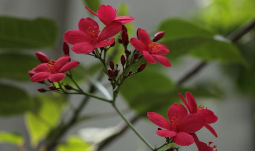 テイキンザクラ(提琴桜) : Renaissance