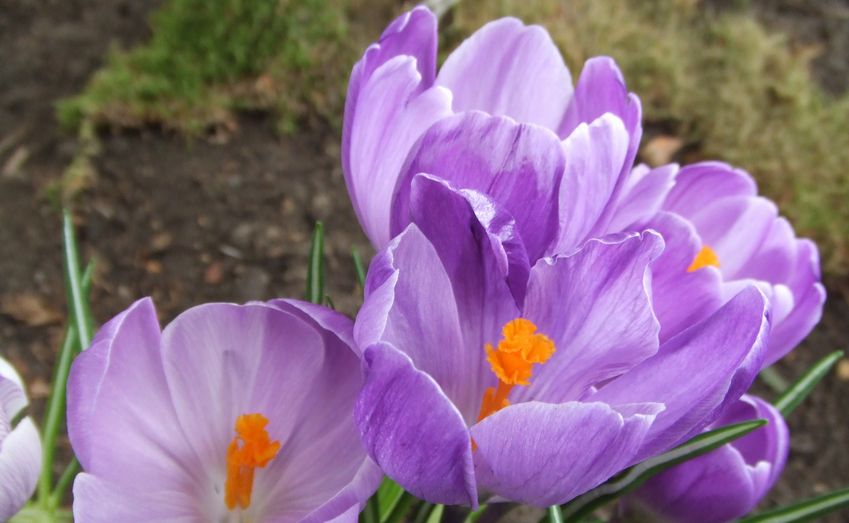 クロッカス Renaissance