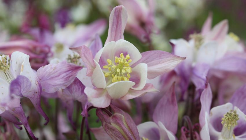 オダマキ Renaissance