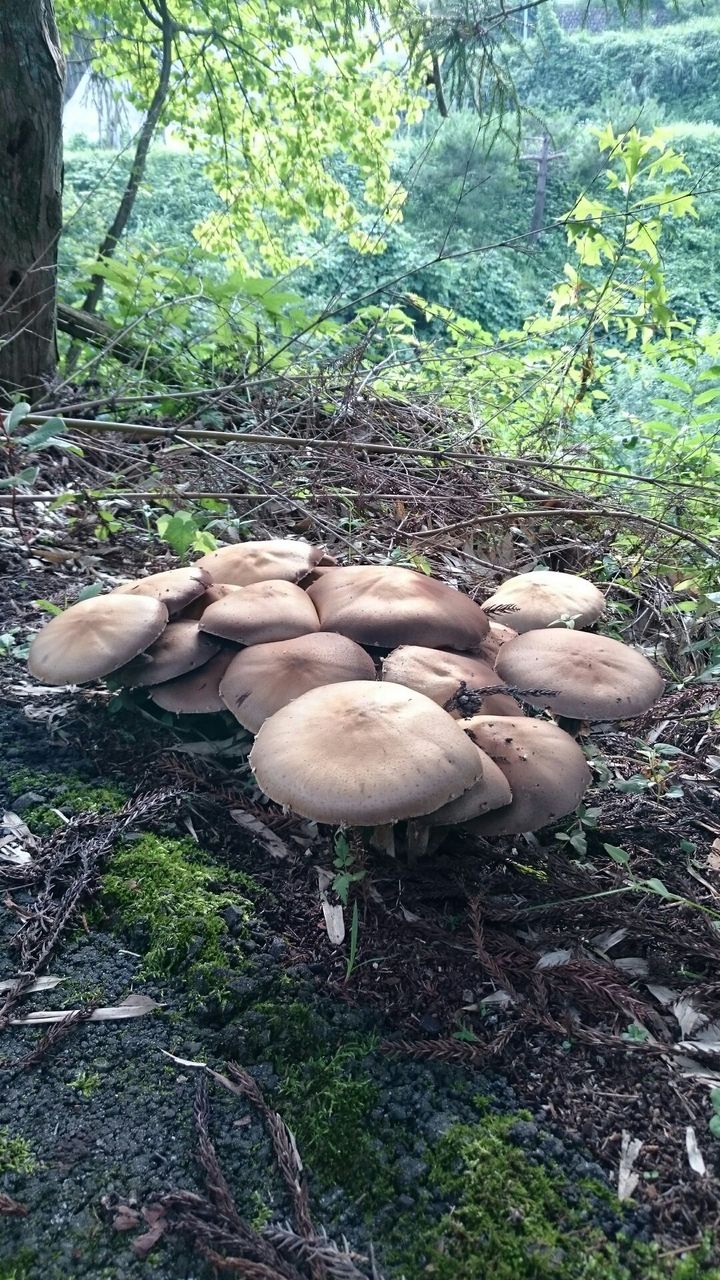 反動来るか 平谷村 料理 畔