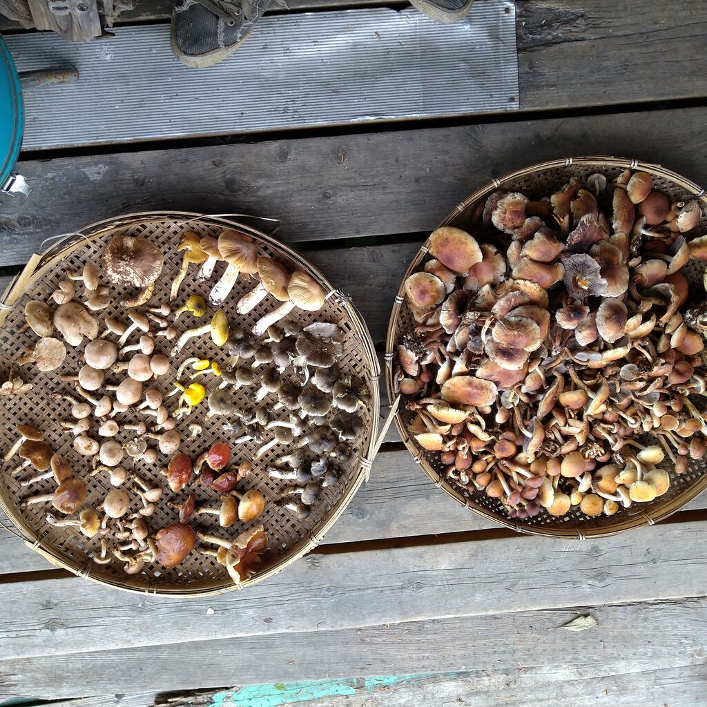 シモフリシメジと松茸 平谷村 料理 畔