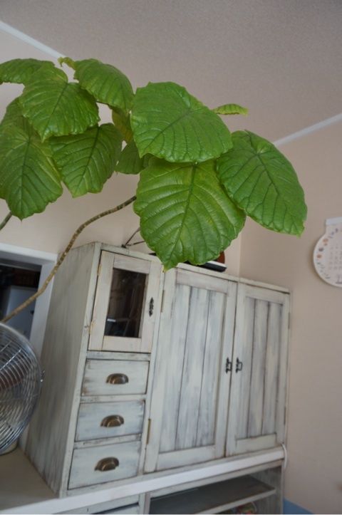 photo:01