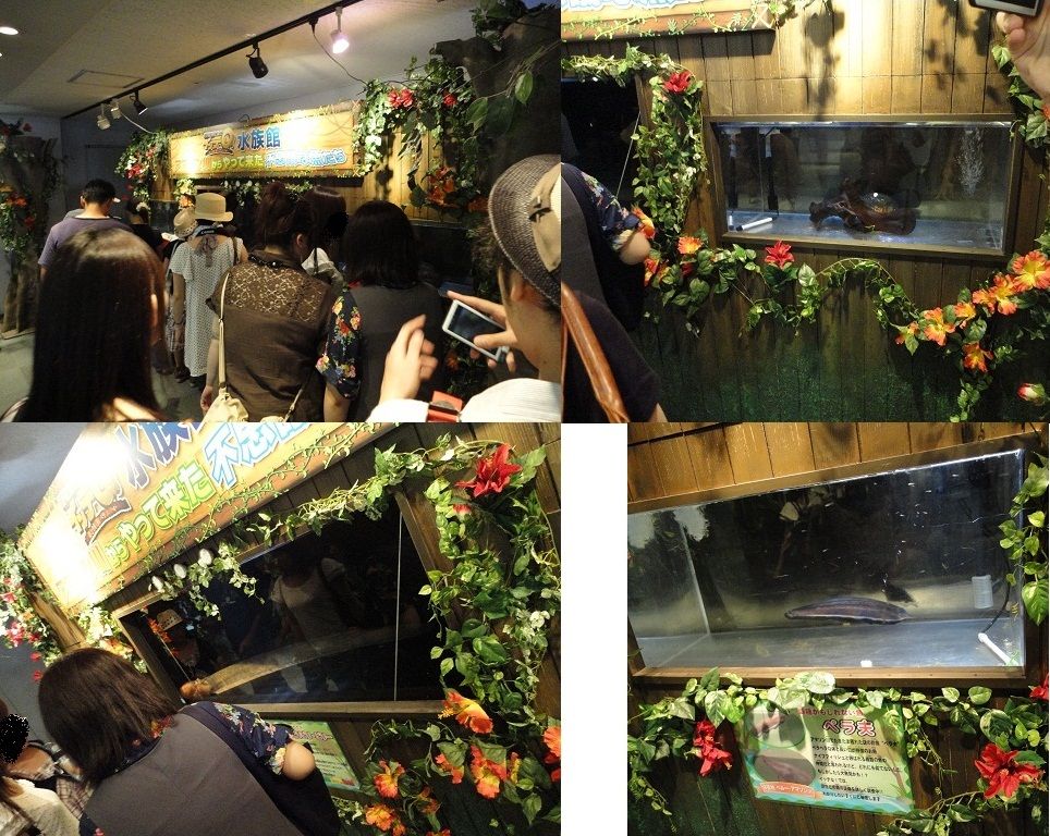 八景島シーパラダイス お台場 すふれ ぶろぐ