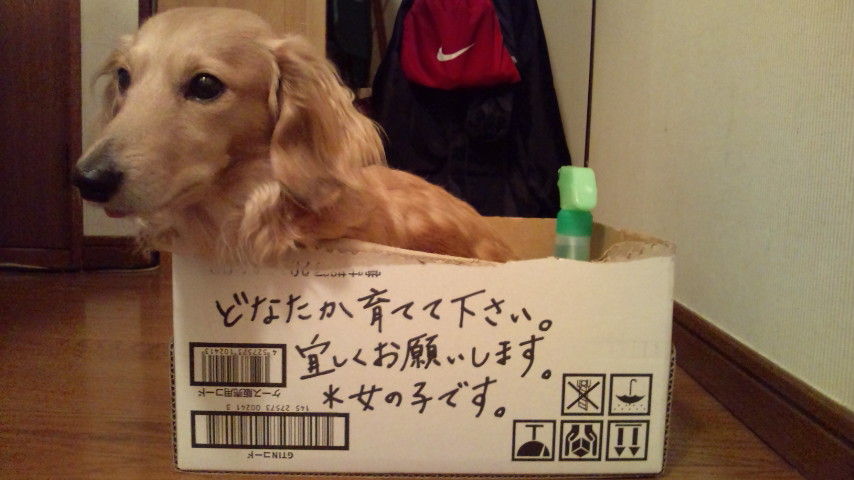 捨て犬 すふれ ぶろぐ