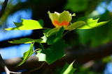 *18.4.28飛行ユリノキ花P1070664