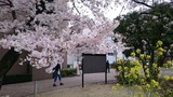 桜4